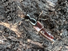 Hesperus baltimorensis