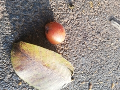 Ficus drupacea