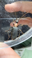 Galerita collaris