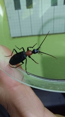 Galerita collaris