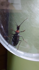 Galerita collaris