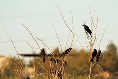 Agelaius phoeniceus