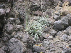 Celmisia major major