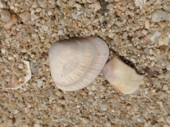 Tivela