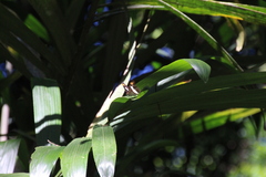Adelpha basiloides
