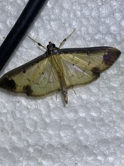 Eulepte concordalis