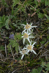 Leontopodium ochroleucum
