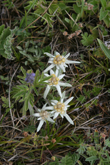 Leontopodium ochroleucum
