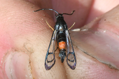 Synanthedon rubrofascia