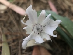 Calochortus umbellatus
