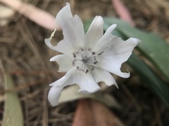 Calochortus umbellatus
