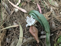 Calochortus umbellatus
