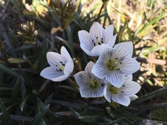 Gentianella muelleriana