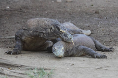 Komodo Dragon photo 4