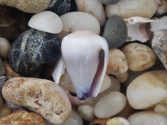 Conus nanus