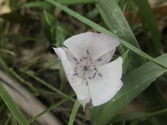 Calochortus umbellatus