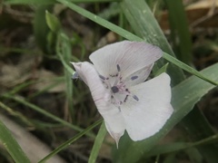 Calochortus umbellatus