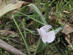 Calochortus umbellatus