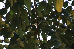 Setophaga pensylvanica