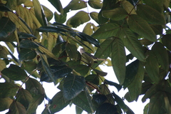 Setophaga pensylvanica