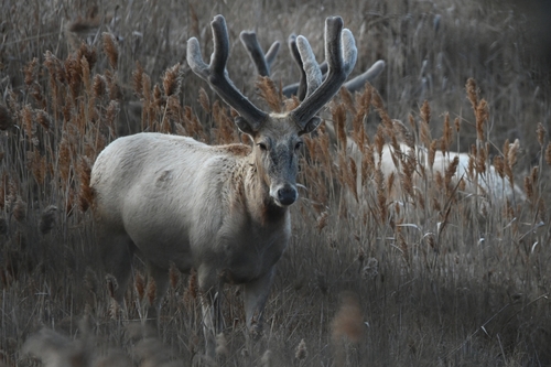 Père David's Deer