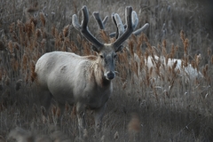 Pere David's Deer photo 2