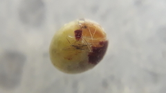 Adeloneivaia subangulata