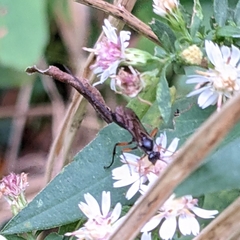 Dolichomitus pterelas