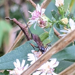 Dolichomitus pterelas