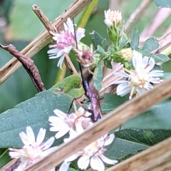 Dolichomitus pterelas