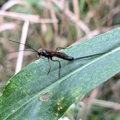 Dolichomitus pterelas