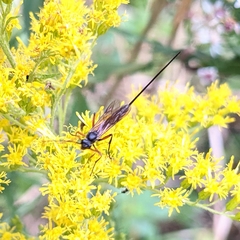 Dolichomitus pterelas