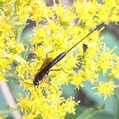 Dolichomitus pterelas