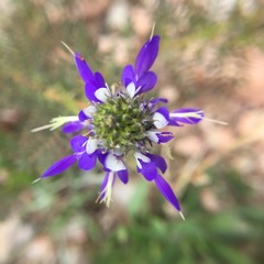 Dalea elegans