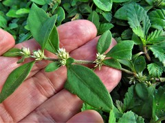Alternanthera obovata