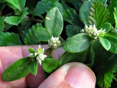 Alternanthera obovata