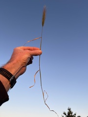 Hordeum murinum murinum