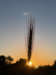 Hordeum murinum murinum