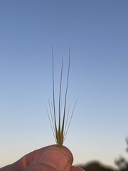 Hordeum murinum murinum