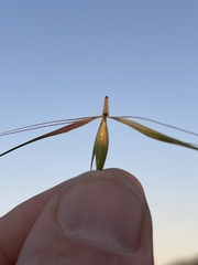 Hordeum murinum murinum