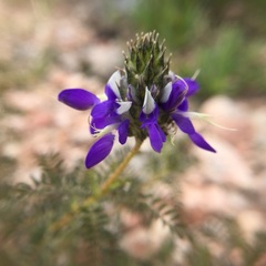 Dalea elegans