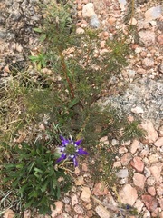 Dalea elegans