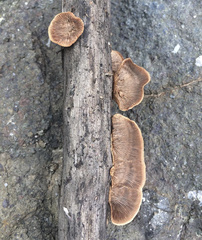 Gloeophyllum striatum