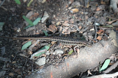 Sphenomorphus melanopogon