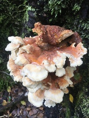 Bondarzewia kirkii