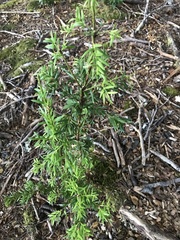 Saxegothaea conspicua