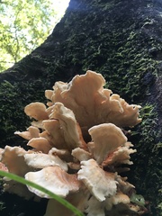 Bondarzewia kirkii