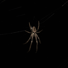 Allende nigrohumeralis