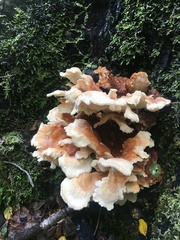 Bondarzewia kirkii