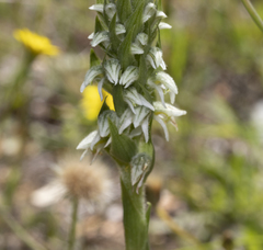 Brachystele unilateralis